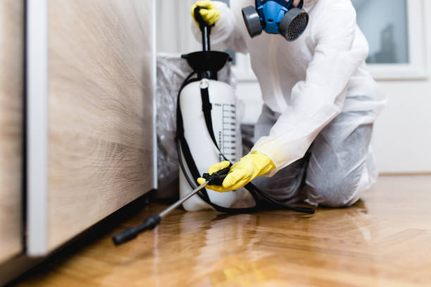 Best Termite Control Services  in Limesa, CA